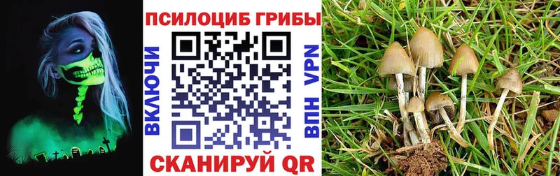 Псилоцибиновые грибы Psilocybe  Купить где  Макарьев 